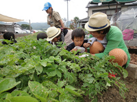 じゃがいも掘り 2012/06/04 07:37:55