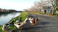 続いています 2012/04/15 22:56:29