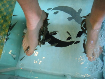 Attack of the killer fish!