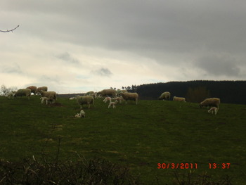 Guisborough