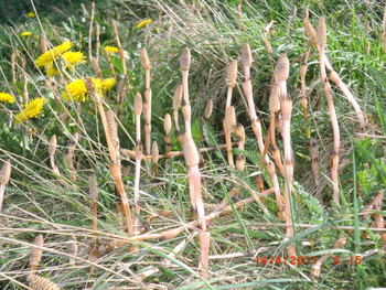 Marske by the sea