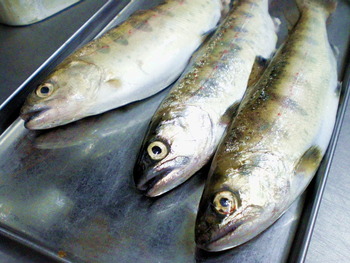 今が美味しいお魚のランチメニュ－！