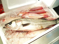 ごあいさつ！ 2011/01/13 10:36:45