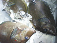 はじめての・・・・・・・さかなかな！ 2010/02/19 16:15:32