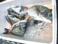 今朝の鮮魚は・・・・・黒鯛？ 2010/02/09 15:39:39