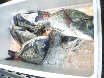 今朝の鮮魚は・・・・・黒鯛？
