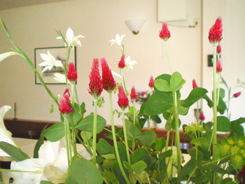 かわいらしい今週のお花！