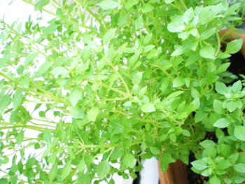 今年も元気・・・・・自家菜園のハ－ブたち！
