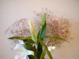 やっと！開花！今週のお花！