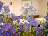 店内のお花