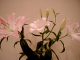 チョットブレイク！・・・・今週のお花！