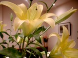 今週のお花は・・・？