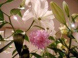 今週のお花は・・・？