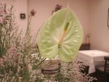 個性派揃いの今週のお花！