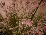 個性派揃いの今週のお花！