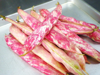 これはまた、変わりだねの・・・・・お豆！