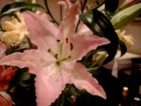 今週のお花は・・・・・エレガント！