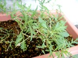 自家菜園は・・・・今！