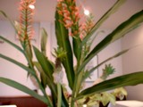 なんと！・・・・今週のお花は？