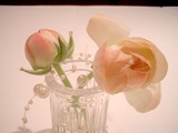 優しい～感じの今週のお花！