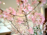 お～！素敵なお花が満開に！