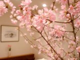 お～！素敵なお花が満開に！