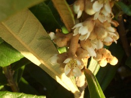 ビワの花