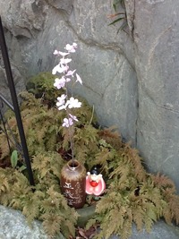 桃太郎と正義桜《岡山県》