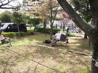 桜とにごり酒と綱渡りと私