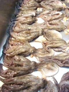 タコ大漁