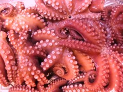 タコ大漁