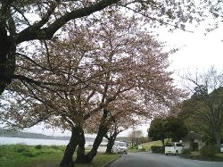 葉桜