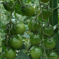 緑のトマト 2012/08/17 21:36:28