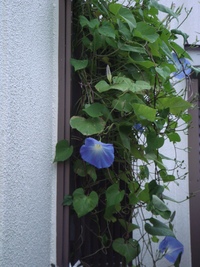its heavenly blue...