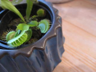 食虫植物