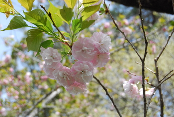 桜吹雪、春の花
