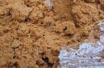ホンモノの発酵食品とは　