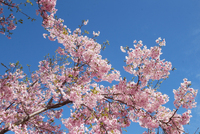 早咲き桜、満開。