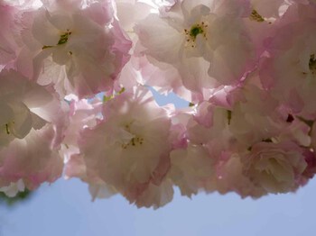 松月　遅咲きの桜