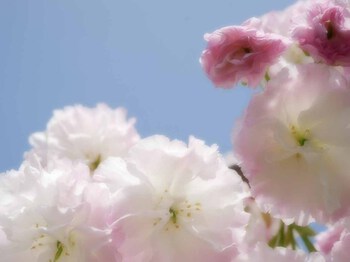 松月　遅咲きの桜