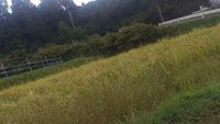 この週末