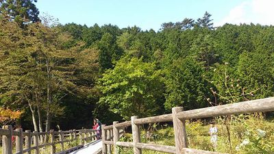 原生林キャンプ