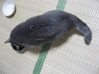 カギしっぽネコ