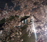 夜桜 2013/04/04 11:58:52