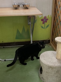 くっちゃんのお部屋デビュー