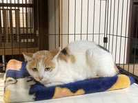 ちょっとシャイなミミちゃん