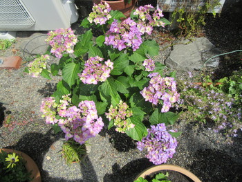 花菖蒲とアジサイが咲き始めました。