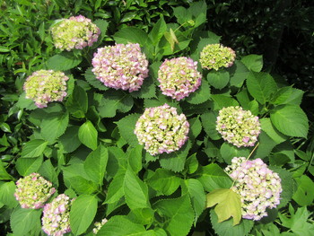 花菖蒲とアジサイが咲き始めました。