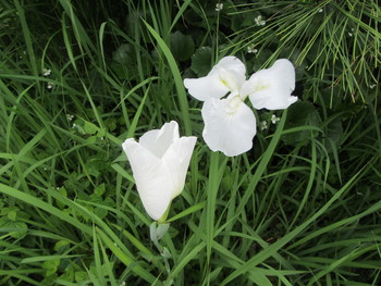 花菖蒲とアジサイが咲き始めました。