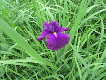 花菖蒲とアジサイが咲き始めました。